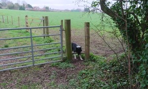 Dog with a Stick is Stuck