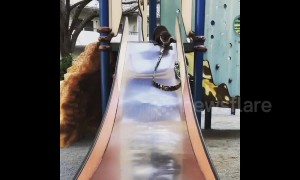 Otterly-adorable! Cuddly critter tries the slide for the first time