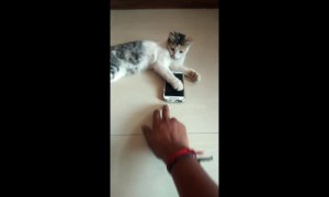 Naughty kitten won't let his owner use the phone