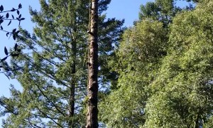 Man Removes Tree, Tree Tries to Remove Man