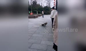 Stray dog pretends to be disabled to beg food from people