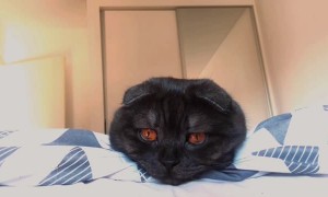 Gorgeous Kitty Fights Sleep