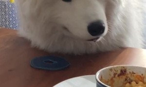 Human is Immune to Sad Puppy Eyes