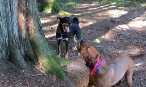 Hound Dog Teaches His Friend How to Howl