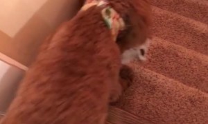 Every Night Bently Brings a Toy to Bed