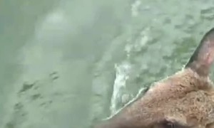 Rescuing a Wallaby in the Water
