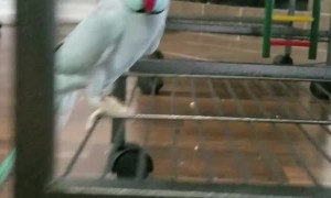 Talkative Parakeet Loves Giving Foot Kisses