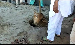 Cow pulled from 40-foot pit in India after 6-hour rescue
