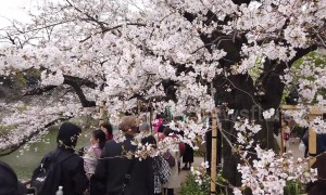 Cherry blossom or "Sakura" peaks in Japan at Imperial Palace