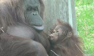 Happy UK Mother's Day! Here's to the mums of the animal world