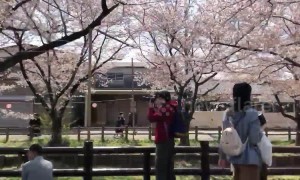 Cherry blossom or "sakura" reaches peak in Japan