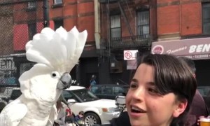 Cool Cockatoo Makes New Friends