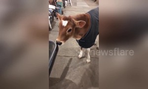 Therapy calf at New York farm shows love for his feeding wheelbarrow