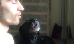 Dog Joins in on Morning Meditation