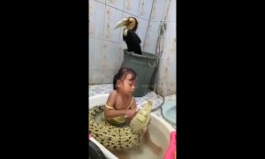 Fearless girl brushes crocodile's teeth during bath in Indonesia