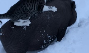 Hog Gives Cat a Ride Through the Snow