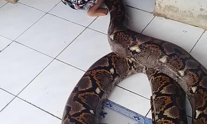 Kid Plays with Patient Snake