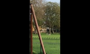 Dog walker in London caught kicking and stamping her animals on camera