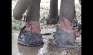 Wild elephant with injured feet given 'shoes' to let it walk back into the jungle