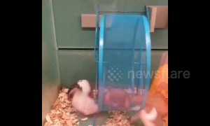 Ruthless hamster spins siblings around wheel at Canadian pet store