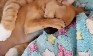 Kitty and Puppy Become Fast Friends