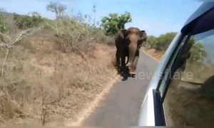 Wild elephant chases tourist car along rural road in south India