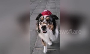 Perfectly balanced dog keeps whirling fidget spinner on the tip of his nose