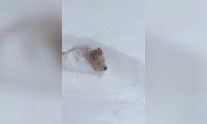 Adorable Dog Loves the Snow