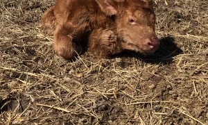 Heifer With Her Heart in Her Neck