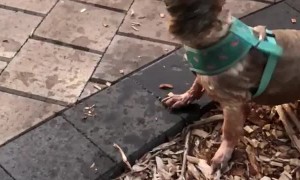 Dog's Tongue Going Wild