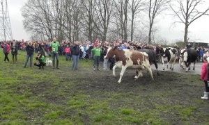 Cows jump for joy after being let outside following a long winter