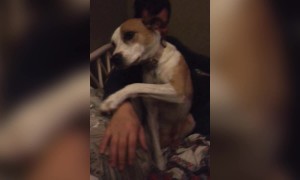 Pup won't let Cuddles End