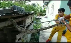 Python raids hutch and swallows pet rabbit in Thailand
