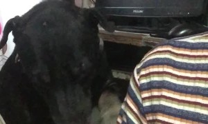 Give Me Attention, Human!