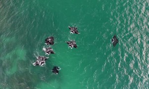 Reef Manta Rays Dancing Together