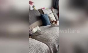 Agile rabbit hops over and over chihuahua chasing it on sofa in China