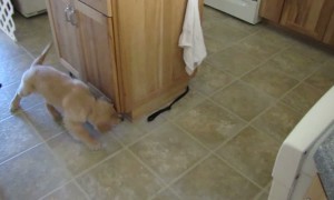 This Puppy is Running in Circles!