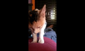 Opposite day? Pet cat gives owner a belly rub in south India