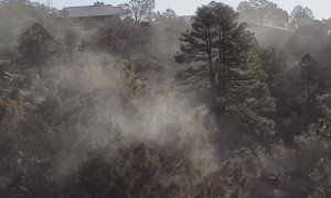 Pollen Explosion in Prescott