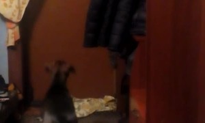 Dogs Overjoyed by Owner's Return Home