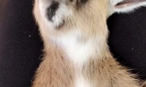 Baby Nigerian Dwarf Goat Napping