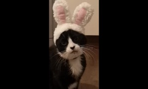 This cat has a priceless reaction to his new Easter bunny ears