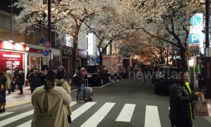 On Tokyo's Sakura Street, cherry blossoms bring traffic to a standstill