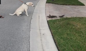 Dog and Squirrels Have a Standoff
