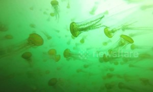 US divers swim through swarm of thousands of jellyfish
