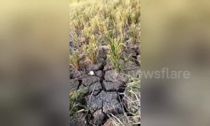 Severe droughts plague The Philippines as El Nino influences the climate