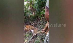 Chaos ensues when tiger enters remote Indian village