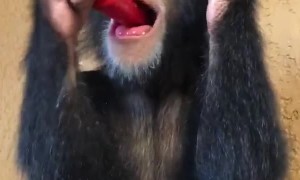 He Bit Off More Than He Could Chew