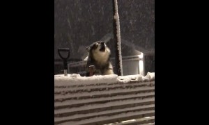 Malamute always howls when he hears ambulance