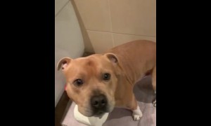 Pup helps fetch toilet paper for owner